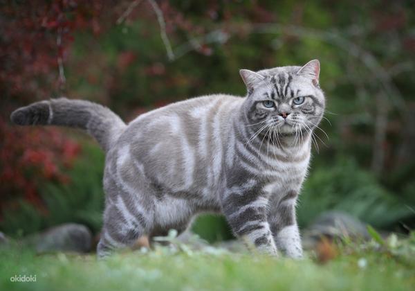 Эксклюзивные Британские котята с голубыми глазами (фото #3)