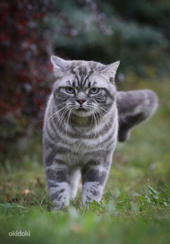 Эксклюзивные Британские котята с голубыми глазами (фото #2)
