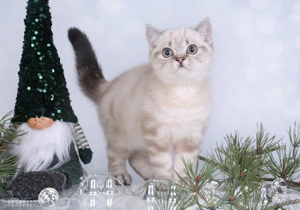 Эксклюзивные Британские котята с голубыми глазами (фото #5)