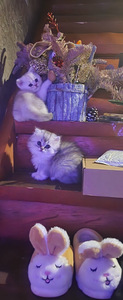 Британские котята (1 фото из 1)