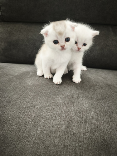 Scottish straight fold