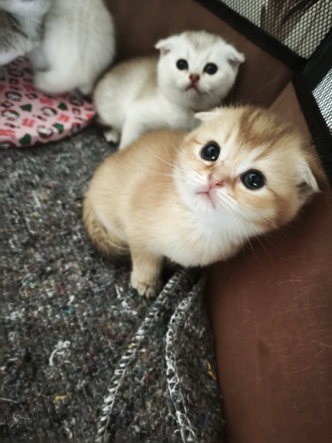 Scottish straight fold