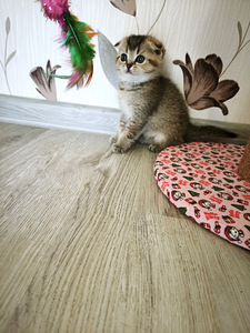 Шотландская (3 фото из 7)