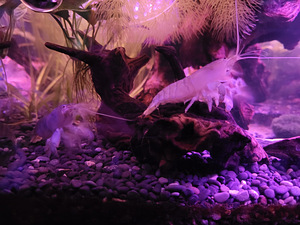 Akvaarium 125l. (1 foto / 9)