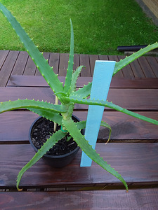 Aaloe, rahapuu, sansevieria, kaktused (3 foto / 9)