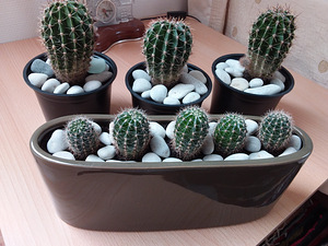 Aaloe, rahapuu, sansevieria, kaktused (2 foto / 9)
