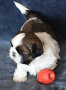Shih tzu kutsikad (1 foto / 4)