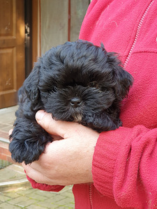 Shih Tzu kutsikad (8 foto / 8)