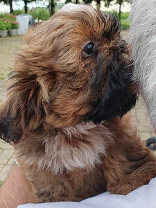 Shih Tzu kutsikad (4 foto / 9)