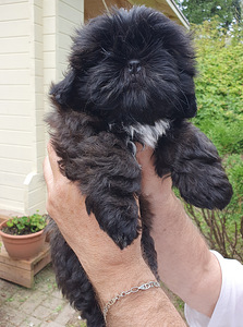 Shih Tzu kutsikad (9 foto / 9)