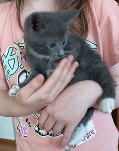 Котята (10 фото из 10)