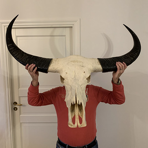 Ülisuur trofee Water Buffalo kolp sarvedega (3 foto / 3)