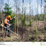 Требуются лесные рабочие - кусторезчики (фото #2)