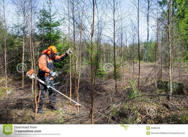Vajatakse metsatöölisi (foto #2)