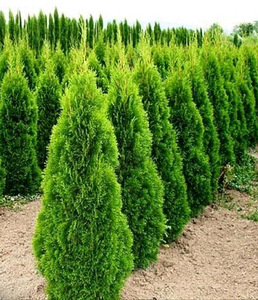 100-120CM ELUPUU SMARAGD THUJA KÕRGEM 1-SORT ISTUTAMISEKS (1 foto / 2)