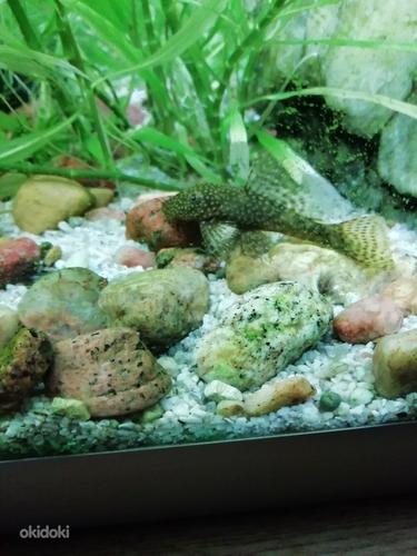 Akvaariumi taimed (foto #1)