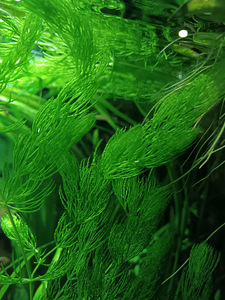 Erinevad taimed.Neocaridina krevetid.Kalad.Smart post (4 foto / 10)