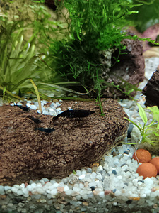 Erinevad taimed.Neocaridina krevetid.Kalad.Smart post (7 foto / 10)