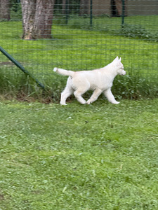 Siberi husky isane kutsikas (2 foto / 3)