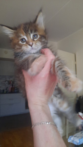 Maine coon kassipojad/ sündinud 04.07.23 (2 foto / 2)