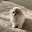 Очень красивый котенок СкоттиШ Фолд (фото #1)