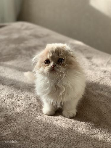 Очень красивый котенок СкоттиШ Фолд (фото #1)