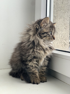 Красивый котёнок (2 фото из 3)