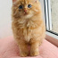 Очень красивый шотландский котенок (фото #1)