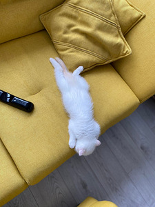 Scottish fold kassipojad (4 foto / 6)