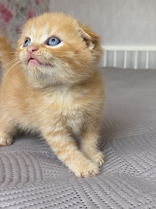 Красивый шотландский котенок (5 фото из 6)