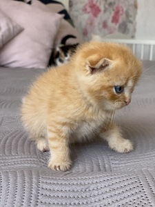 Красивый шотландский котенок (6 фото из 6)