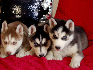 SIBERIAN HUSKY PUPPIES (9 foto / 10)