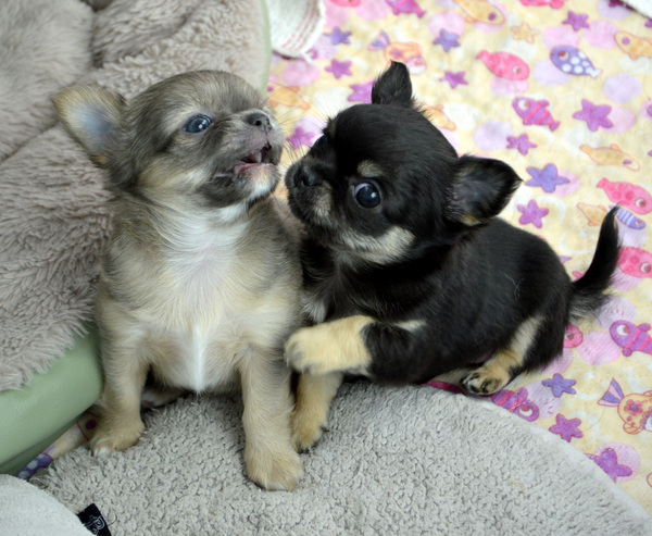 CHIHUAHUA