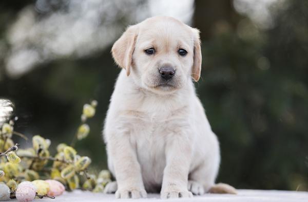 Labrador puppies (foto #6)