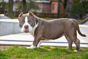 American bully (2 foto / 5)