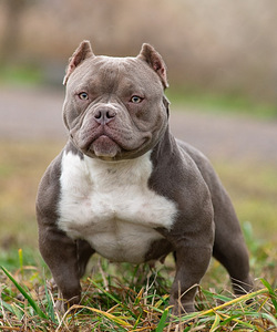 American bully (4 foto / 5)
