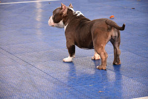 American bully (3 foto / 5)