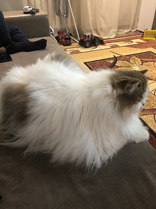 Kass, 4 aastat vana. Tasuta (8 foto / 8)