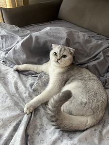 Scottish fold otsib scottish stright peigmeest (1 foto / 1)