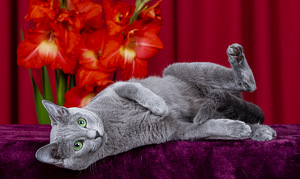 Russian Blue cat. Female (3 foto / 3)