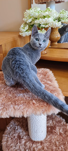 Русские голубые котята (3 фото из 3)