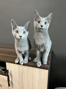 Русские голубые котята (3 фото из 3)