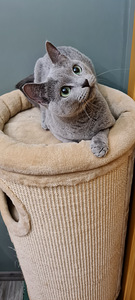Russian blue female cat - 3 years old (3 foto / 3)