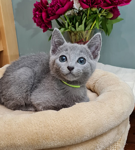 Русские голубые котята (1 фото из 3)