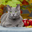 Русский голубой кот ФРЕД (фото #3)