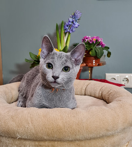 Русские голубые котята (2 фото из 8)