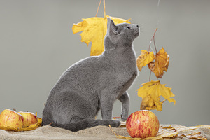 Russian Blue female cat (spayed) (2 foto / 4)