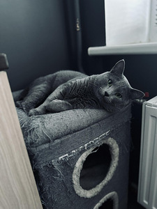 Русский голубой котик 5 лет возраст (4 фото из 5)