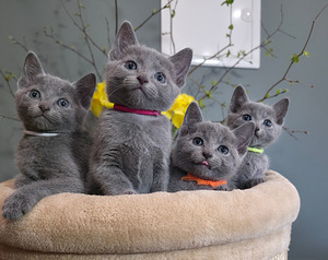 Русские голубые котята (1 фото из 10)