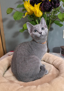 Русские голубые котята (3 фото из 10)